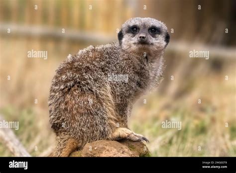 Meerkat On Sentry Duty Stock Photo Alamy