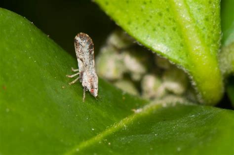 Asian Citrus Psyllid Wildlife Of St Martin