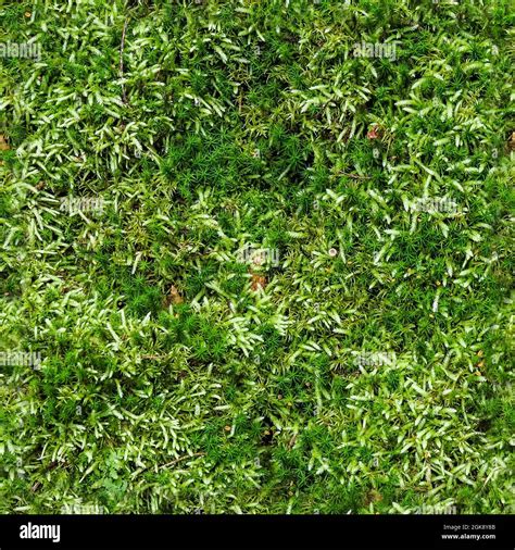High Resolution Seamless Texture Of A Forest Ground With Moss And Nuts