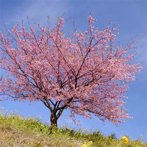 Cherry Trees Japaneseclassjp
