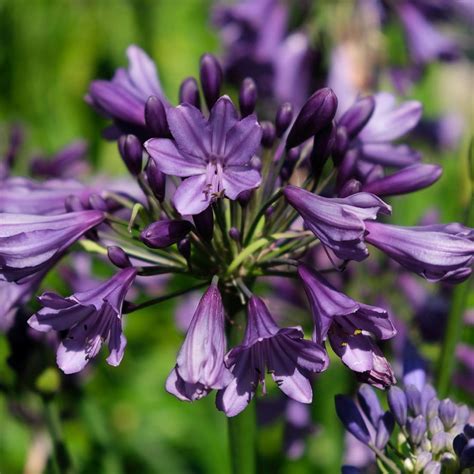 Buy African Lily Agapanthus Poppin Purple Mp003 Pbr £1099
