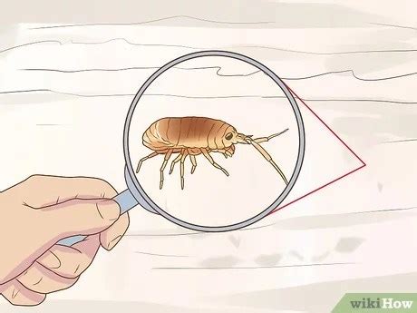 How To Get Rid Sand Fleas Pest Phobia