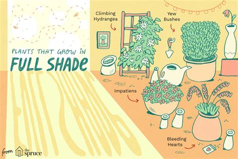 Plants That Grow In Full Shade