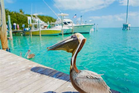 17 Incredible Things To Do In Islamorada Fl Nearby