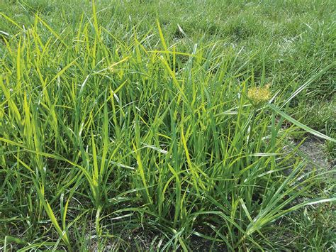 Best Management Practice For Yellow Nutsedge Control