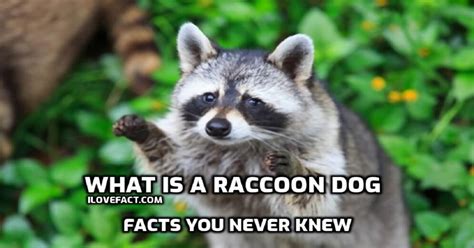 Crazy Raccoon Dog Facts You Never Knew I Love Facts