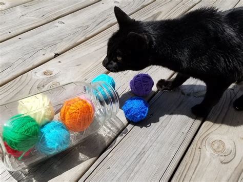 10 Easy Diy Cat Toys Make Cat Toys Out Of Household Items Meows N