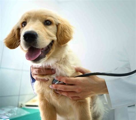 The Power Of Prevention Making Pet Wellness Exams A Priority Harpeth