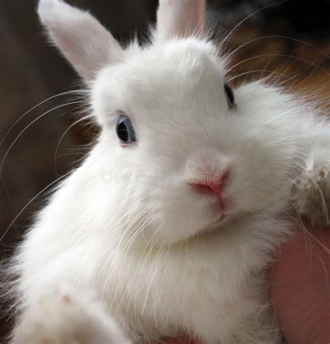 Cute White Bunny Rabbit With Blue Eyes Stock Photo Image Of Cute