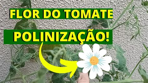 Flor Do Tomateiro PolinizaÇÃo Veja Como Fazer Youtube