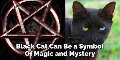 Dead Black Cat Meaning Symbolism And Totem Explanation