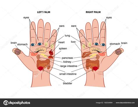 hand reflexology chart — stock vector © zanna26 192534994