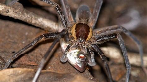 Fish Eating Spiders Widespread Bbc News