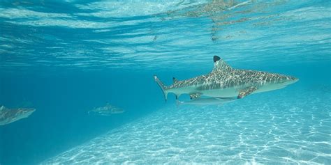 Black Tip Reef Sharks Bora Bora