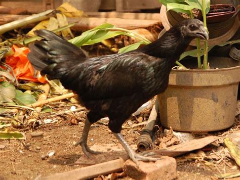 The Ayam Cemani Chicken Of Indonesia