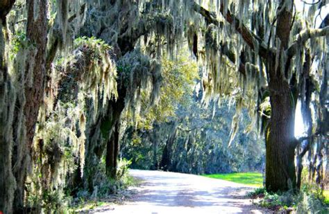 Savannah National Wildlife Refuge Hardeeville Updated May 2021 Top