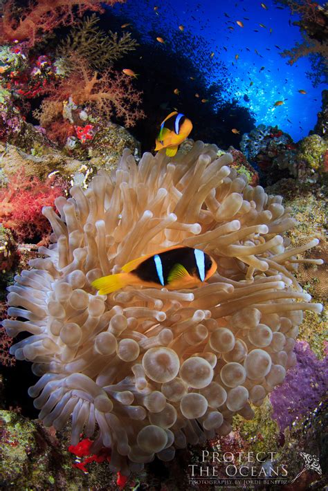 Two Clown Fish In Anemone On The Reef