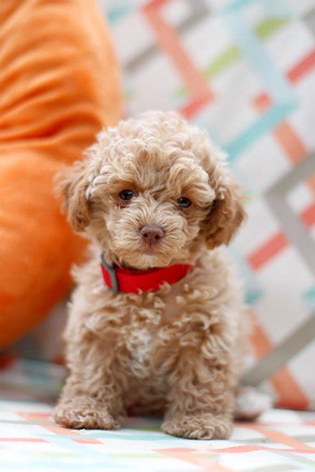 Maltipoo Dog Breed Information Pictures Characteristics