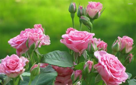 1600 x 1000 file type download. Rose Flower Wallpaper HD ·① WallpaperTag