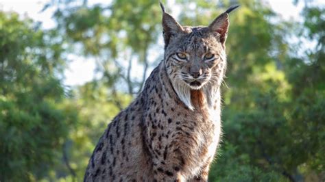 Reintroducing The Iberian Lynx Europes Wildest Cat The Kid Should