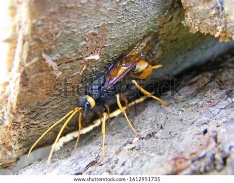 Giant Woodwasp Banded Horntail Greater Horntail Stock Photo 1612951735