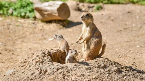 Prairie Dog Glossy Poster Picture Photo Print Banner Rodent Burrow Baby