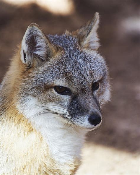 Swift Fox Houston Zoo Photograph By Tn Fairey