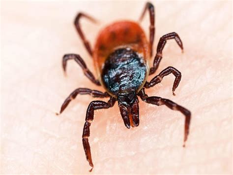 Lyme Disease Lies And Truths Cbs News
