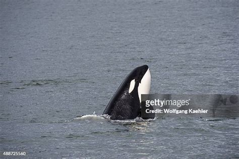 Orca Whales Alaska Photos And Premium High Res Pictures Getty Images