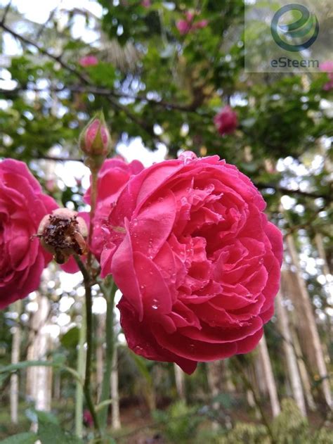 Bagian ini memiliki nama latin rachis pedunculus. 13+ Gambar Bunga Mawar Dan Gambarnya - Galeri Bunga HD