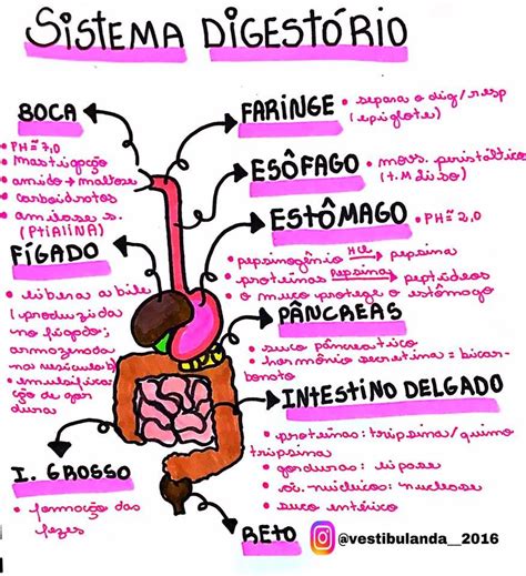 Sistema Digestivo Mapa Mental EDULEARN