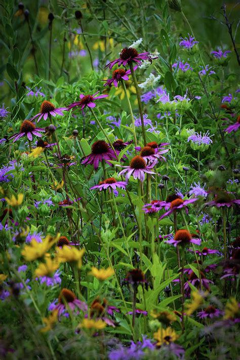 Prairie Wildflowers Photograph By Dwight Eddington Fine Art America