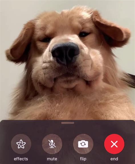 Dog Facetime Meme Template