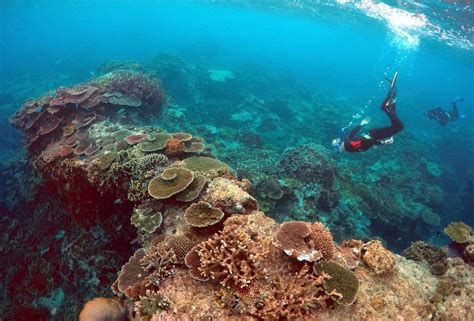 Australia Excluye La Gran Barrera De Coral Del Informe De La Unesco