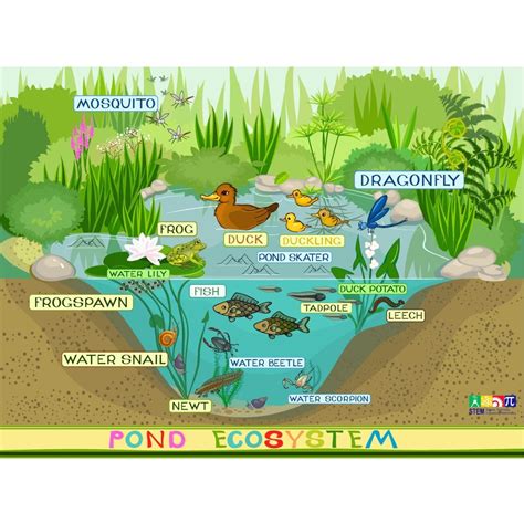Pond Eco System Wallboard Science From Early Years Resources Uk