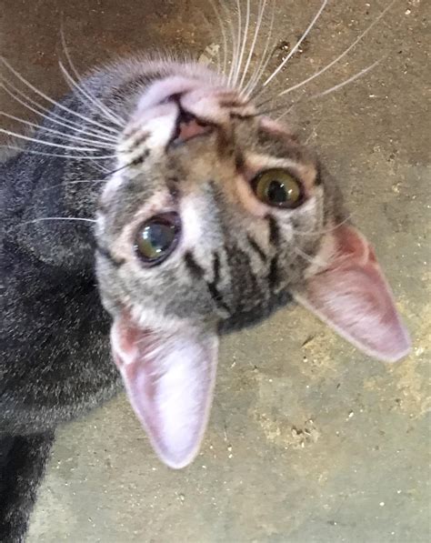 The bengal cat is a relatively new breed of cat thatwas originally created by crossing an asian leopard cat with a domestic cat in the usa. Adopt Micky on (With images) | Adoption, Cats