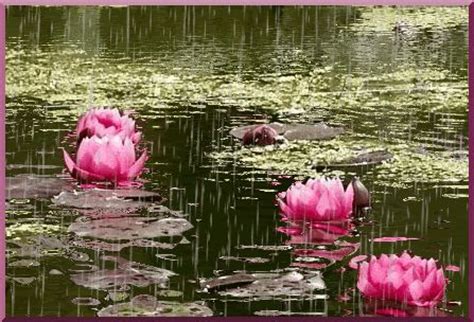 Goyo icon wallpaper pack (+animated version). animated free gif: flowers in rain water lilies images gif ...