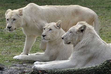 10 Hewan Putih Yang Jarang Terlihat Dunia Binatang