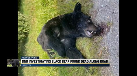 Dnr Investigating A Black Bear Found Dead In Elkhart County