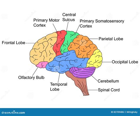 Parts Of Brain Vector Illustration 82709486