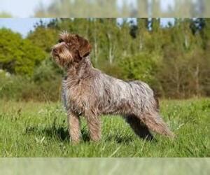 Wirehaired pointing griffon puppies love a good friend and enjoy time spent with family. Wirehaired Pointing Griffon Breed Information and Pictures ...