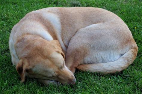 4 Dog Sleeping Positions And What They Mean