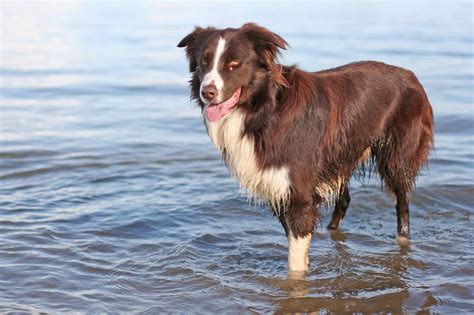 Roxie is our mother border collie who is happy and very calm she is a part of a very healthy bloodline which aims to breed out problems some border collies can have later in life. Border Collie Dog Breed » Information, Pictures, & More