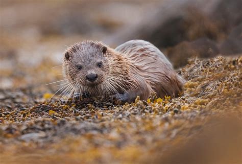 Guide To Otters In Britain History Threats And Where To See Them