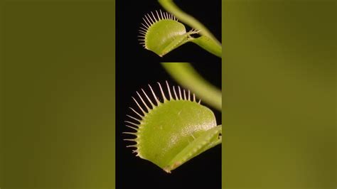 The Science Of Venus Flytraps Plants Youtube