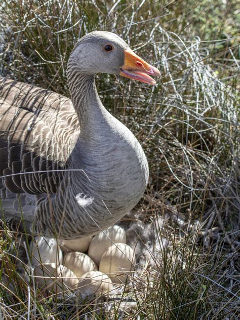 To save your time, top 3 first coupons are usually verified by our team: Which Is The Best Goose Breed for Me? | Meyer Hatchery Blog