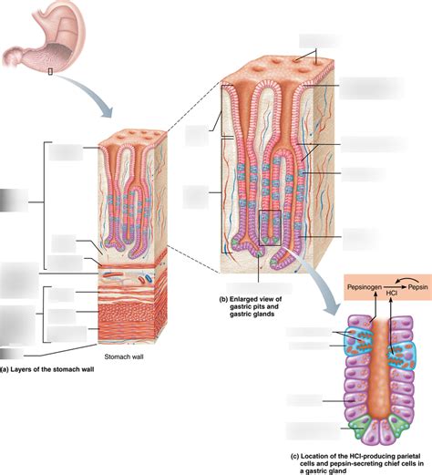 Ch 23 Layers Of Stomach Wall Labeling Diagram Quizlet