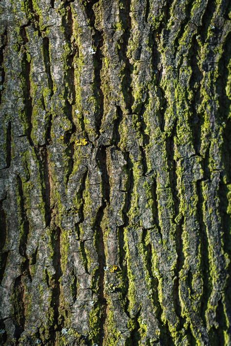 Tree Textures Material Textures Color Textures Different Textures
