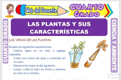 Ficha de Las Plantas y sus Características para Cuarto Grado de