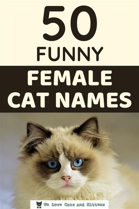 250 Funny Cat Names Funny Female Cat Names Funny Cat Names Girl Cat